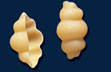 dececco-gnocchi-pasta